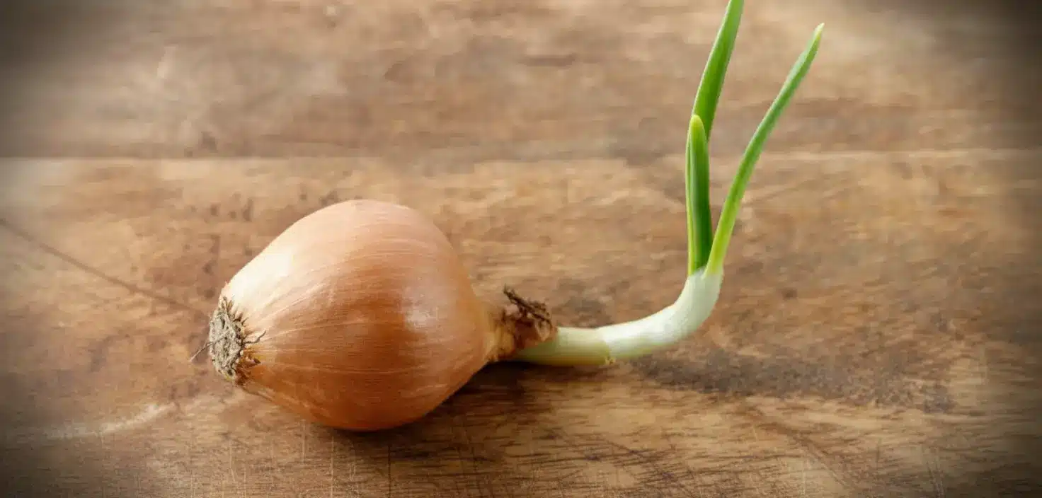 Faut-il jeter les oignons germés ? La réponse officielle change tout