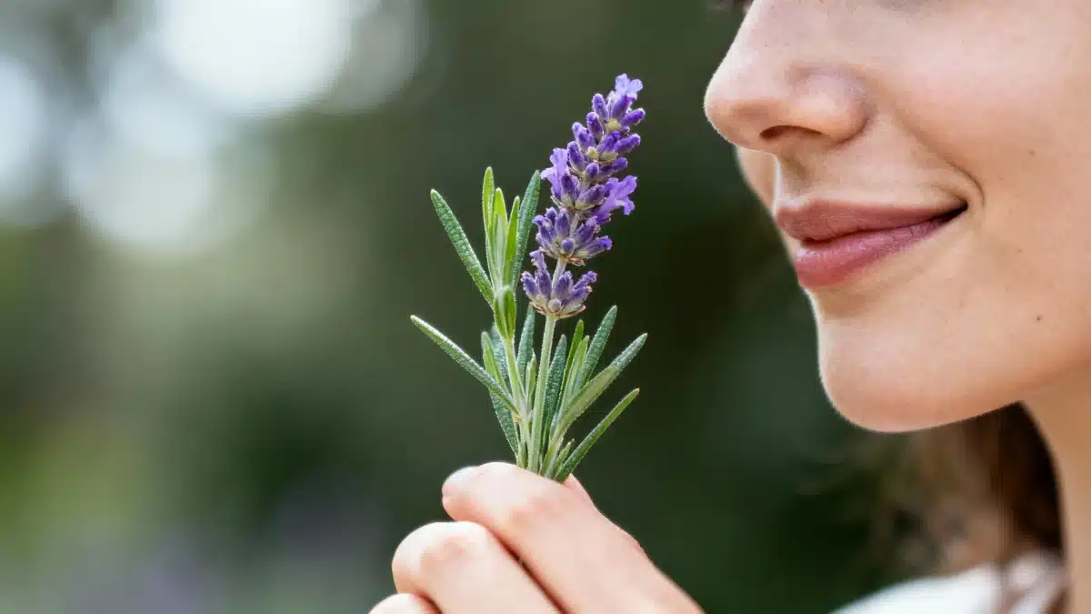 Voici ce que les moustiques détestent le plus : les astuces naturelles qui marchent enfin