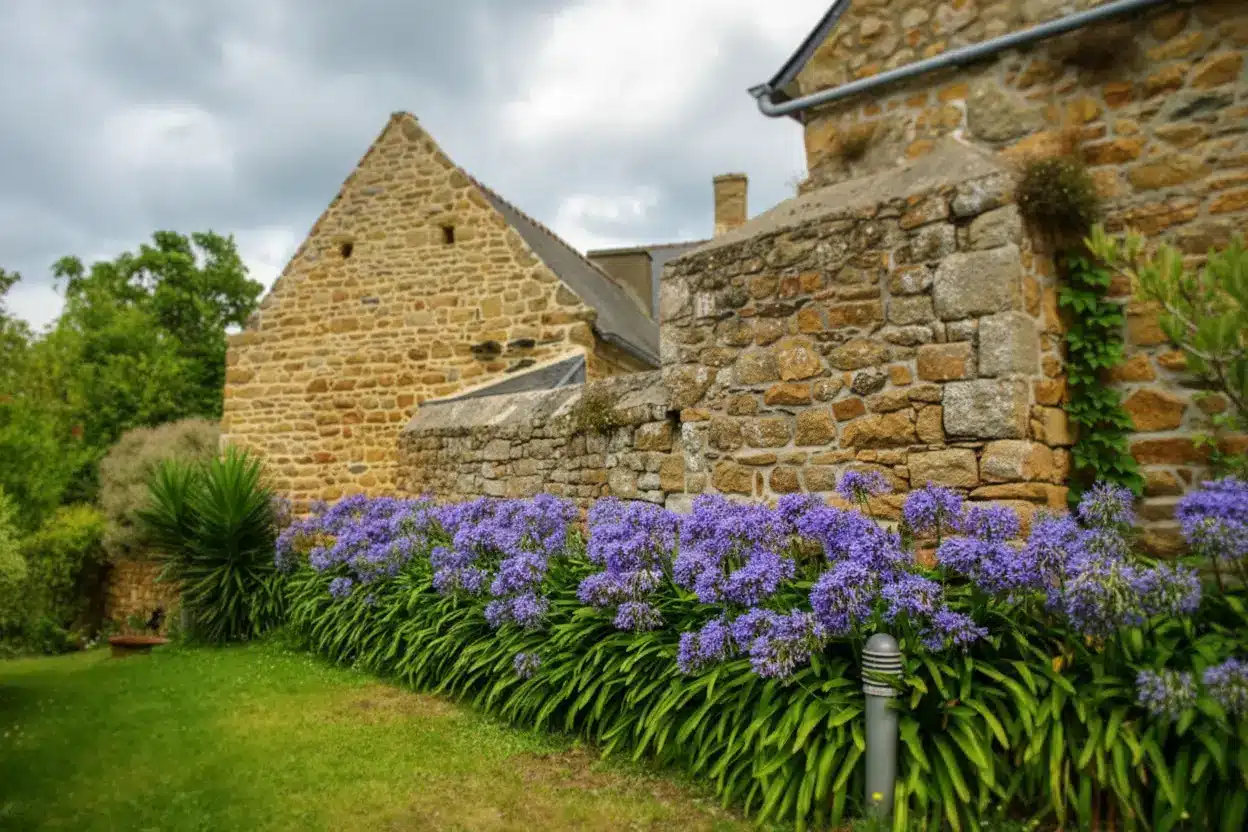 “Voici comment réussir les plus belles agapanthes, la fleur de l’amour incontournable au jardin”